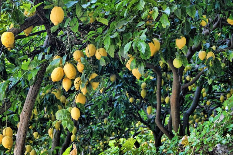 How to Grow Meyer Lemon Trees in a Pot — Perfect for Small Spaces in ...