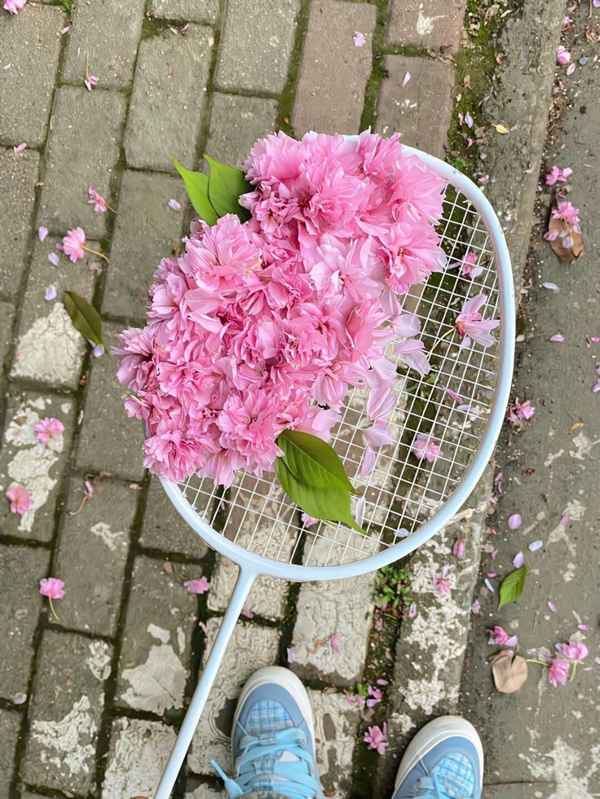 Pink flowers on a white racket placed on the ground with scattered petals.