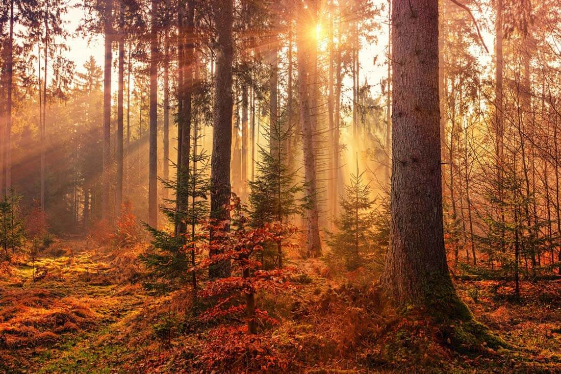 fall-photography