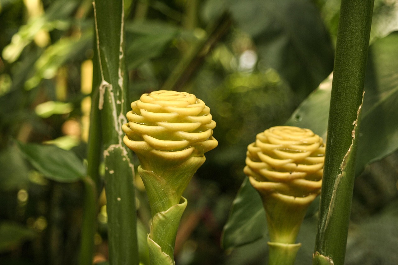 Grow Shampoo Ginger in Pots or Small Gardens—A Gentle Guide for Urban Spaces