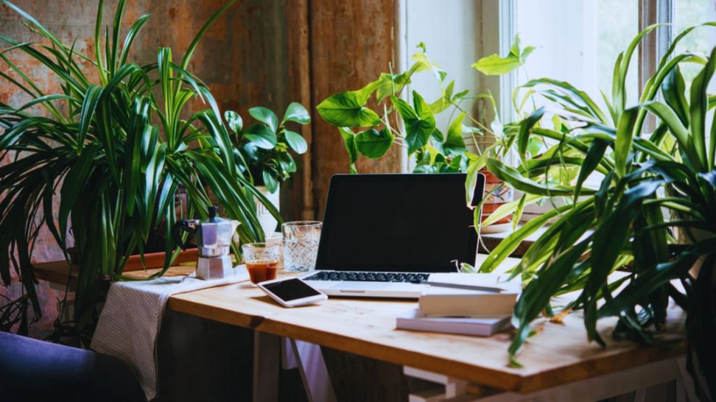 Indoor plants like succulents, snake plants, and pothos in decorative neutral planters, placed on desk and shelves in an aesthetic home office.